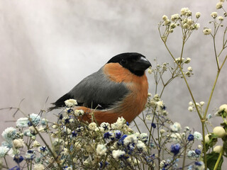bullfinch and little flowers on the grey background