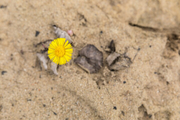 bhlooming common coltsfoot, Tussilago farfara