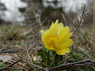Fr&uuml;hlings-Adonisr&ouml;schen auf Trockenrasen