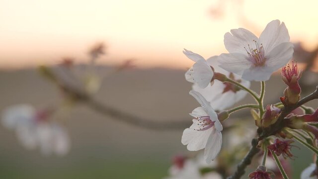 Cherry blossoms  swaying at dusk 01