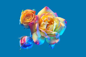 Fototapeta na wymiar Orange rose on a blue background. Isolated. Bud close up.