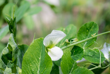 Obraz premium エンドウの花