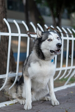 Husky Dog ​​with Annoyed Face Staring At You