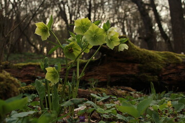 flower in the forest
