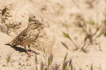 The rock sparrow or rock petronia (Petronia petronia) is a small passerine bird.