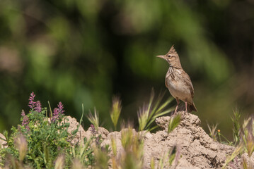 The crested lark (Galerida cristata), common to mainland Europe, is a non-migratory bird.