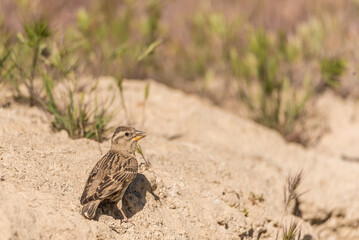 The rock sparrow or rock petronia (Petronia petronia) is a small passerine bird.
