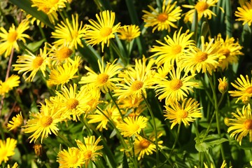 gelbe Blumen im Frühling