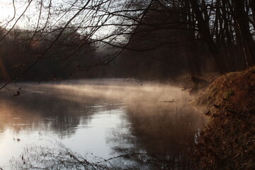 Obraz na płótnie Canvas misty morning in the forest