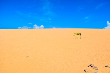 Doradas dunas del Taroa