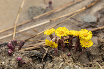 bhlooming common coltsfoot, Tussilago farfara