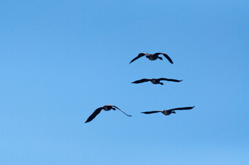 birds in flight