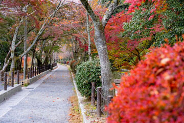 秋・哲学の道・京都