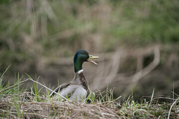 wild duck in the wild