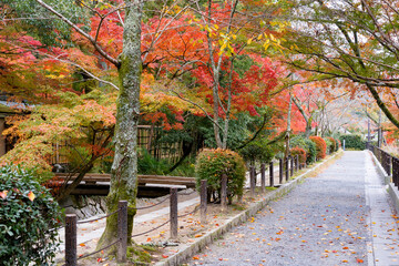 秋・哲学の道・京都