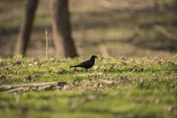 blackbird in the wild in the afternoon