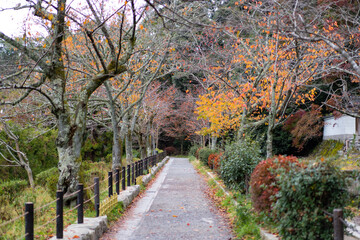 秋・哲学の道・京都