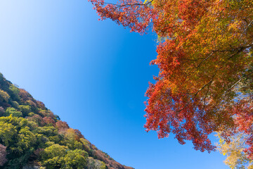 紅葉・京都