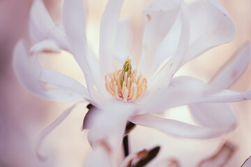 Fototapeta premium spring flower in the garden