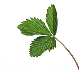 Wild strawberry leaf isolated on white background