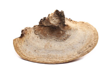 Mushroom on stump isolated on white background - obrazy, fototapety, plakaty