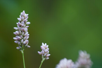 close up of a flower