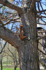 Red squirrel running along the trunk of a pine tree.