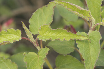 Cistus populifolius, male deer rockrose leaves buds red green stems young spring shoots on deep green defocused background