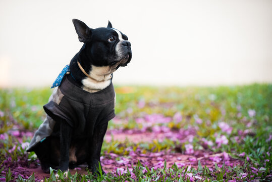 Male Boston terrier dog with clothes and a blue cap sitting on the lawn with flowers around, white background. Horizontal image with copy space.