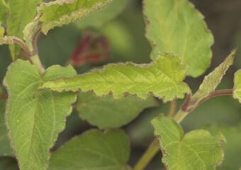 Cistus populifolius, male deer rockrose leaves buds red green stems young spring shoots on deep green defocused background