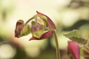 Cistus populifolius, male deer rockrose leaves buds red green stems young spring shoots on deep green defocused background