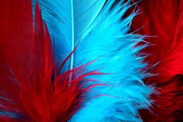 Macro red and Blue feather, Feather, Bird, Animal, Maroon, Red, Blue