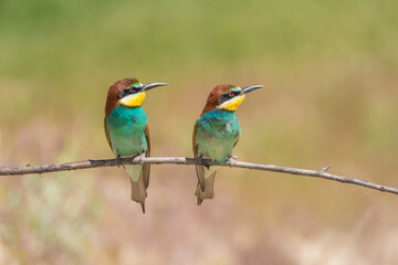 The European bee-eater (Merops apiaster) is a richly-coloured bird of approximately 28 cm in length and a slightly downturned thin beak.
