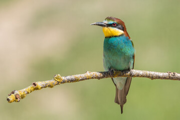 The European bee-eater (Merops apiaster) is a richly-coloured bird of approximately 28 cm in length and a slightly downturned thin beak.