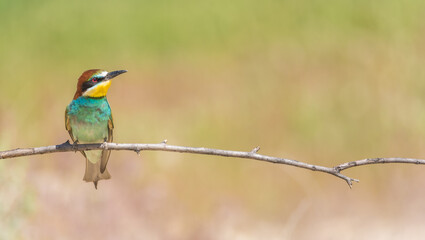 The European bee-eater (Merops apiaster) is a richly-coloured bird of approximately 28 cm in length and a slightly downturned thin beak.