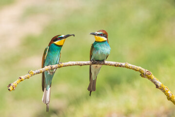 The European bee-eater (Merops apiaster) is a richly-coloured bird of approximately 28 cm in length and a slightly downturned thin beak.