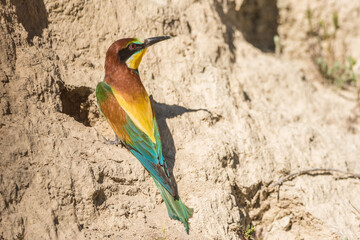 The European bee-eater (Merops apiaster) is a richly-coloured bird of approximately 28 cm in length and a slightly downturned thin beak.