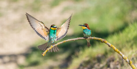 The European bee-eater (Merops apiaster) is a richly-coloured bird of approximately 28 cm in length and a slightly downturned thin beak.