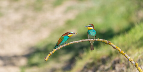 The European bee-eater (Merops apiaster) is a richly-coloured bird of approximately 28 cm in length and a slightly downturned thin beak.