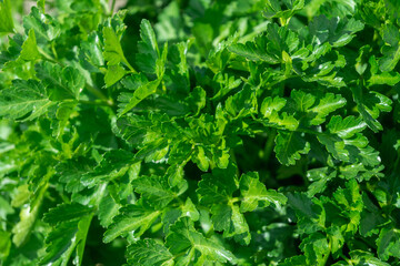 イタリアンパセリ