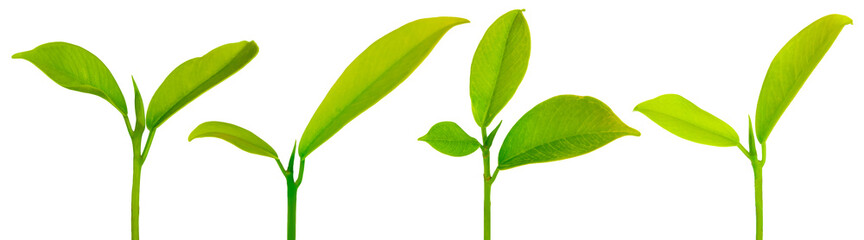 Green leaves isolated corrections with Clipping Paths on white background. 