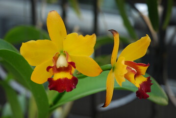 yellow orchid flower