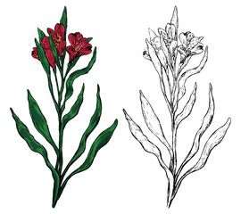 Alstroemeria tropical flower. Hand drawn vector illustration. Botanical sketch of exotic plant. Colored and outline clipart isolated on white. Vintage element for design, card, print, decor, sticker.
