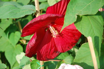 red hibiscus flower