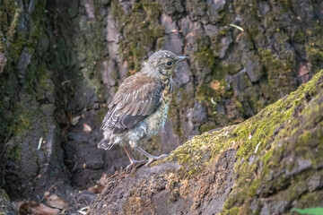 A fieldfare chick, Turdus pilaris, has left the nest and sitting on the spring lawn. A fieldfare chick sits on the ground and waits for food from its parents.