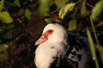 Duck 1 - Piedmont Park - Atlanta, GA