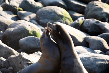 Sea Lions on the rocks in San Diego, California.
