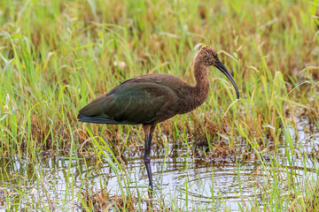 White-faced Ibis.(Plegadis chihi) wading in a swamp in Oklahoma