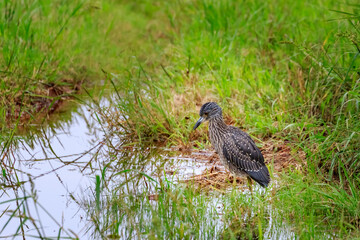 Juvenile Yellow-crowned Night Heron (Nyctanassa violacea) hiding in grass..