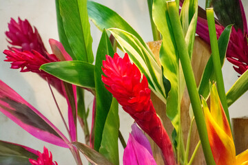 生けられた真っ赤な南国の花。